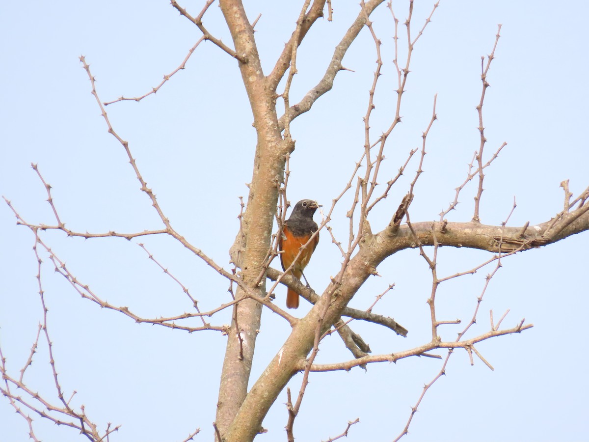 Black Redstart - ML624113690