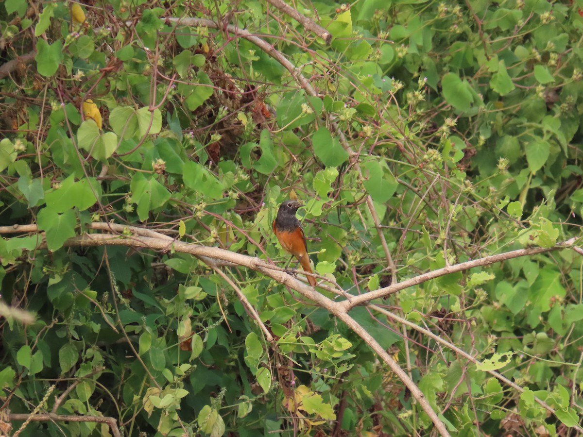 Black Redstart - ML624113702