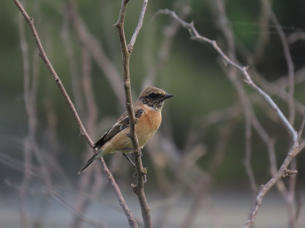 Siberian Stonechat - ML624113709