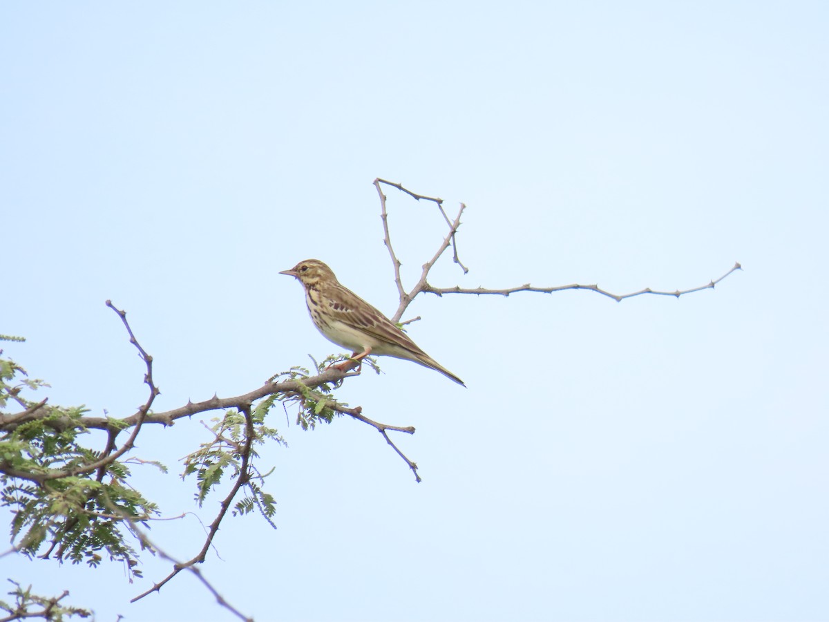 Tree Pipit - ML624113712