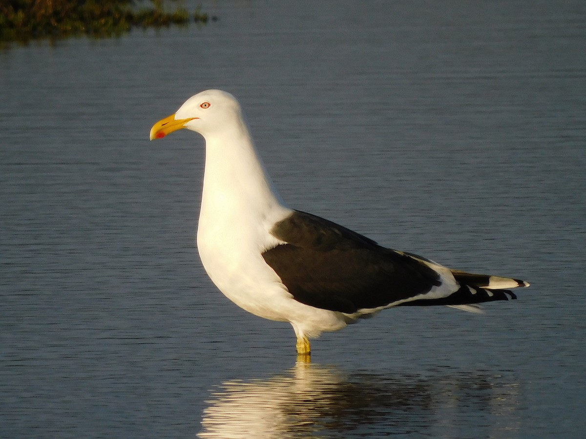 Kelp Gull - George Vaughan