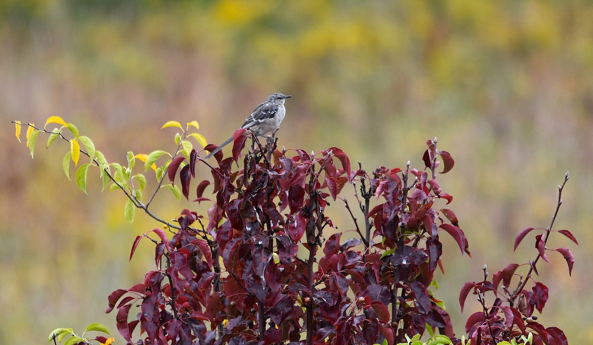 Northern Mockingbird - ML624113736