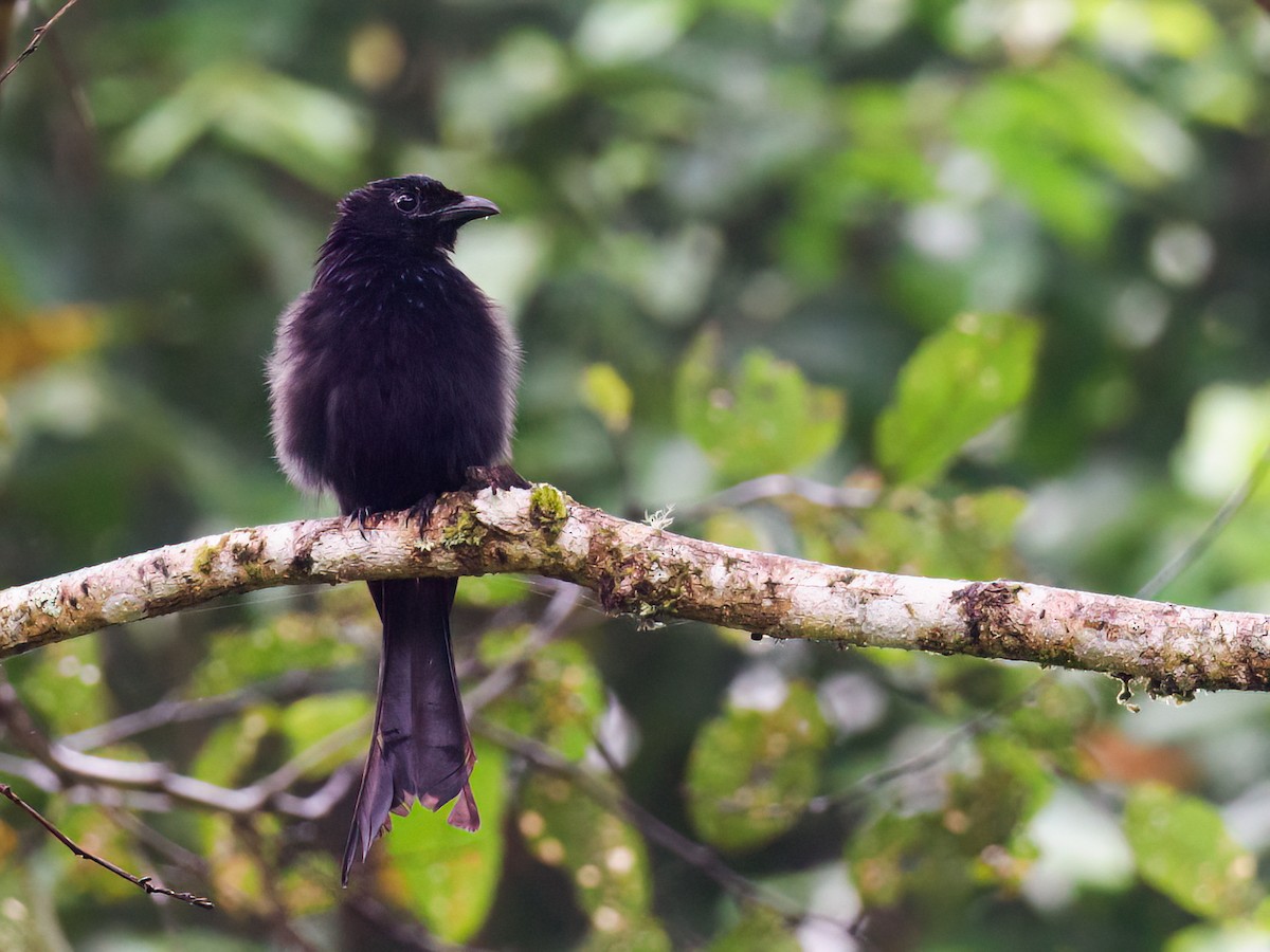 Sulawesi Drongo - ML624113737