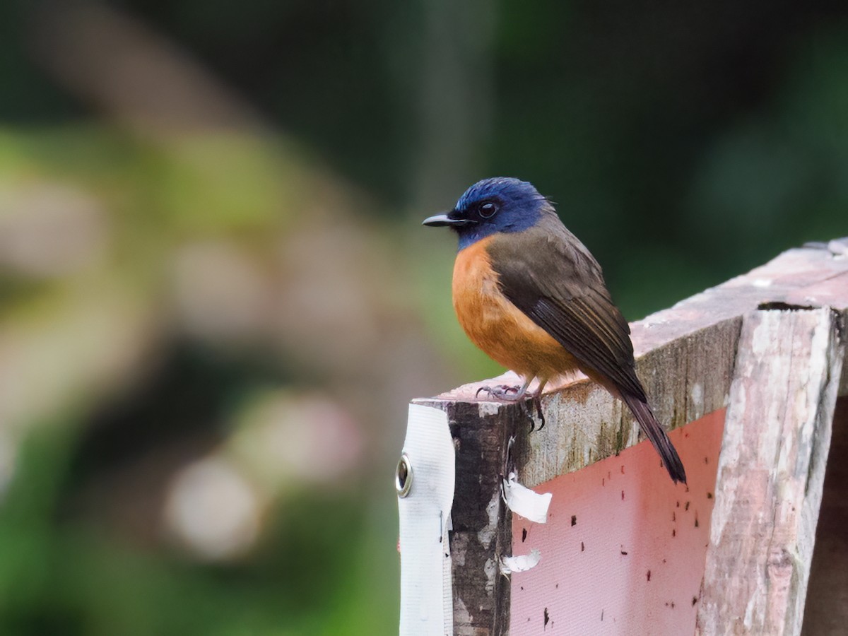 Blue-fronted Flycatcher - ML624113740