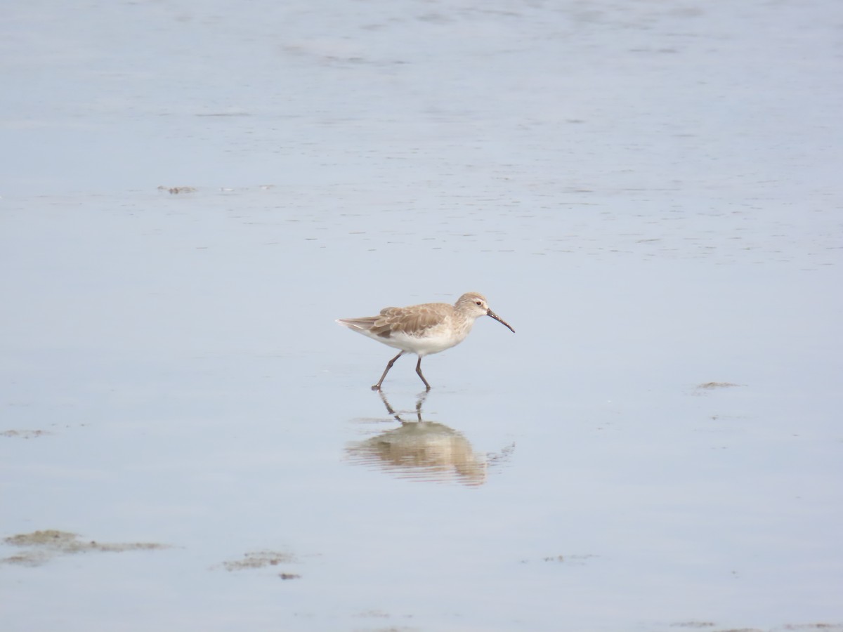 Curlew Sandpiper - ML624113742