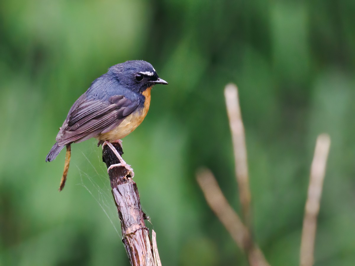 Snowy-browed Flycatcher - ML624113743