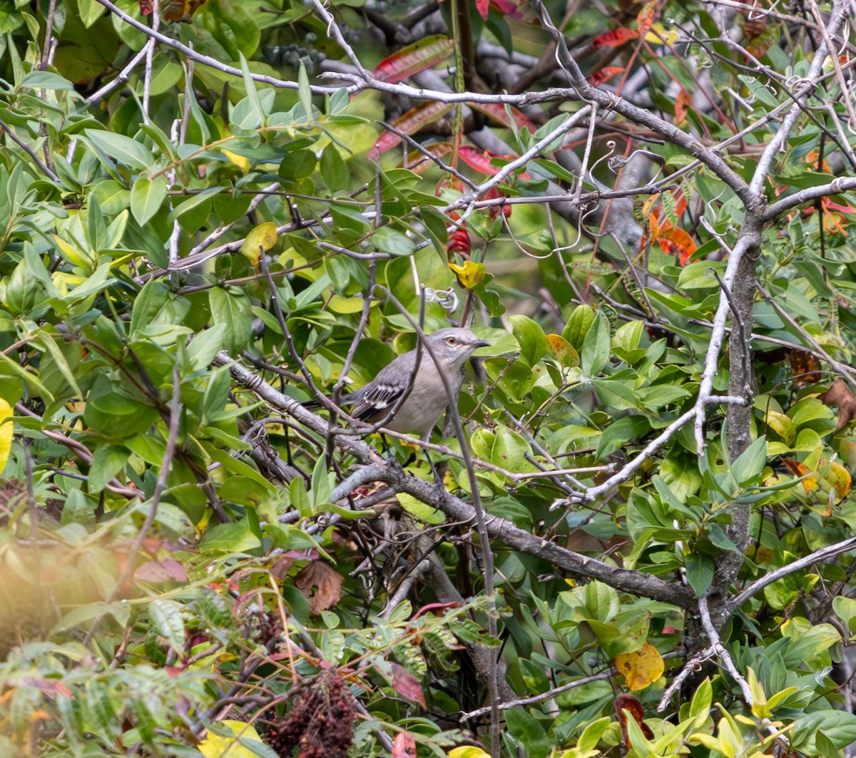 Northern Mockingbird - ML624113746