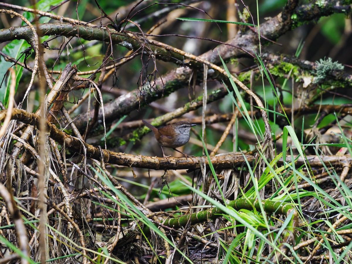 Sulawesi Bush Warbler - ML624113747