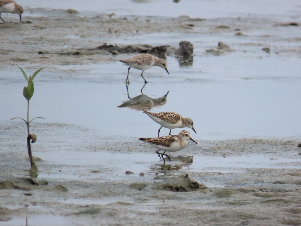 Little Stint - ML624113750