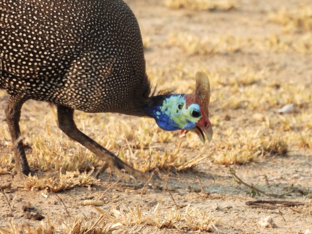 Helmeted Guineafowl (Tufted) - ML624113778