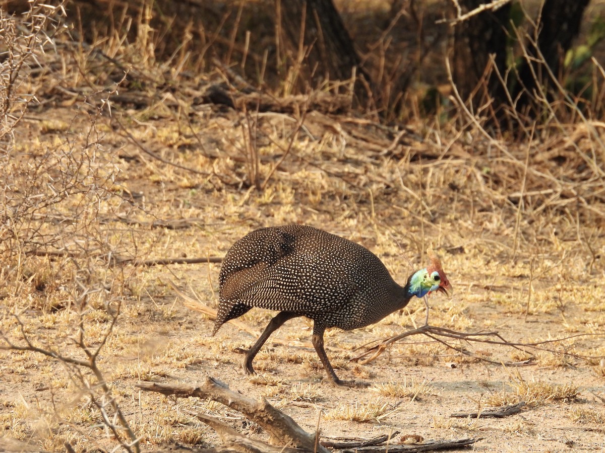 Helmeted Guineafowl (Tufted) - ML624113779