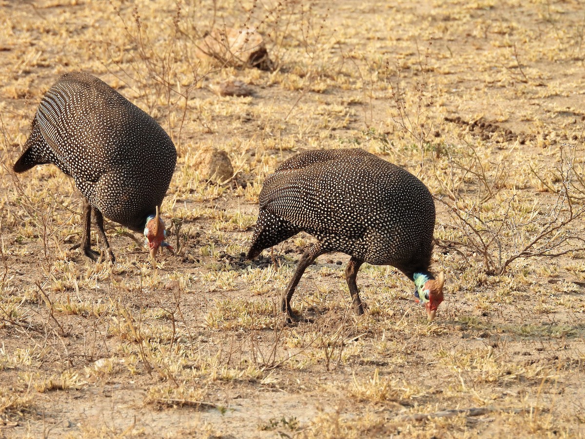 Helmeted Guineafowl (Tufted) - ML624113780