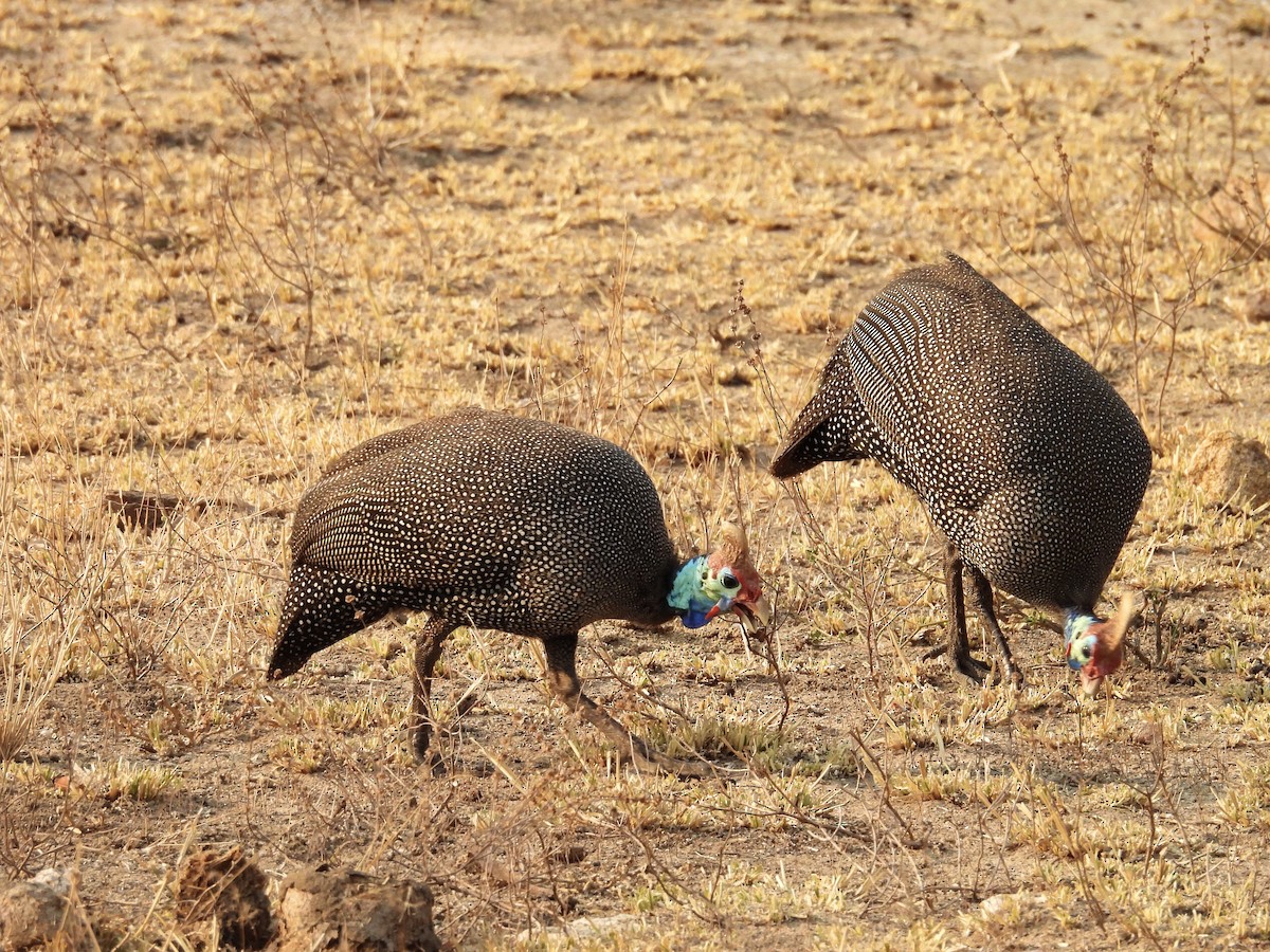 Helmeted Guineafowl (Tufted) - ML624113781