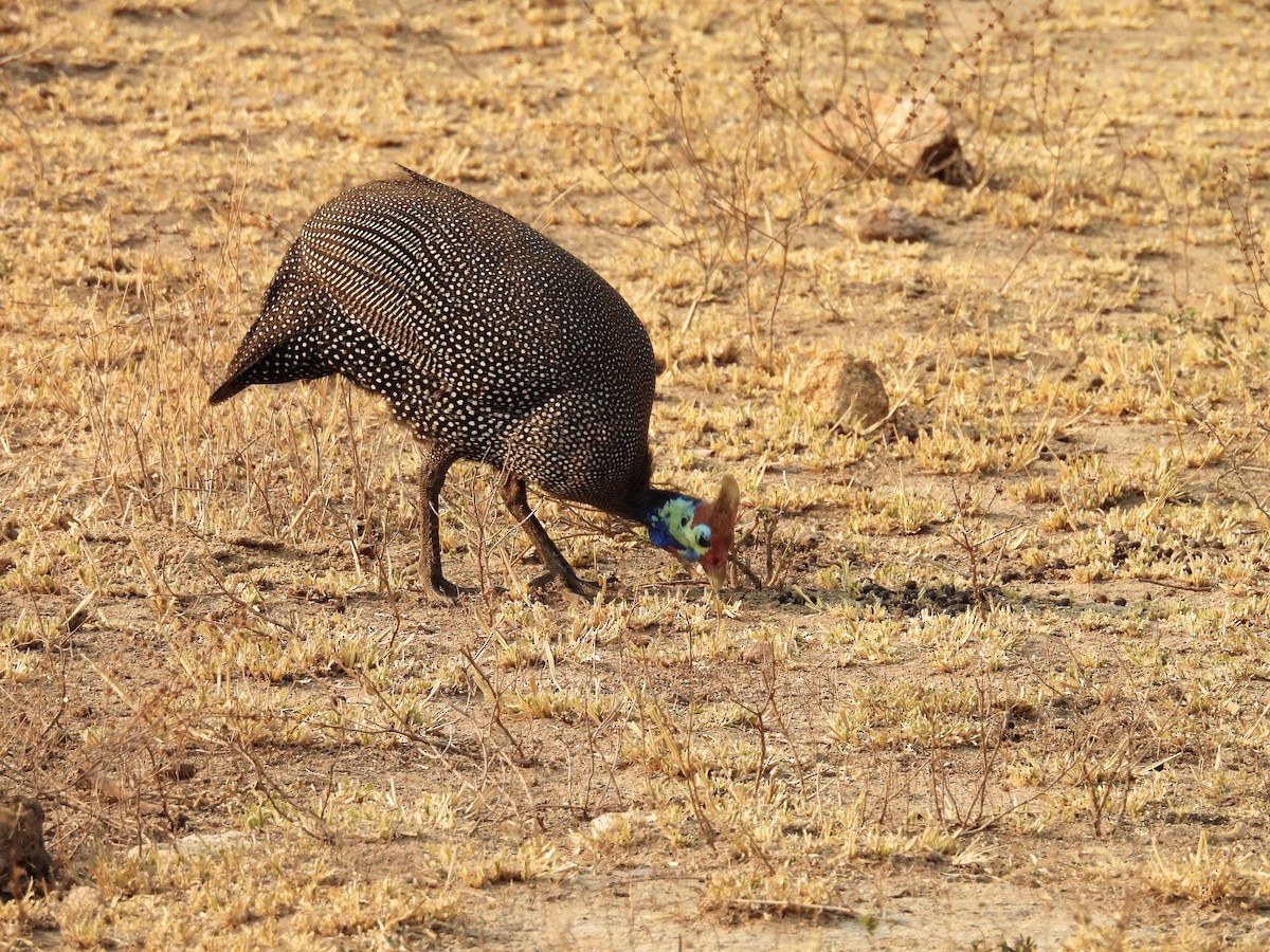 Helmeted Guineafowl (Tufted) - ML624113782