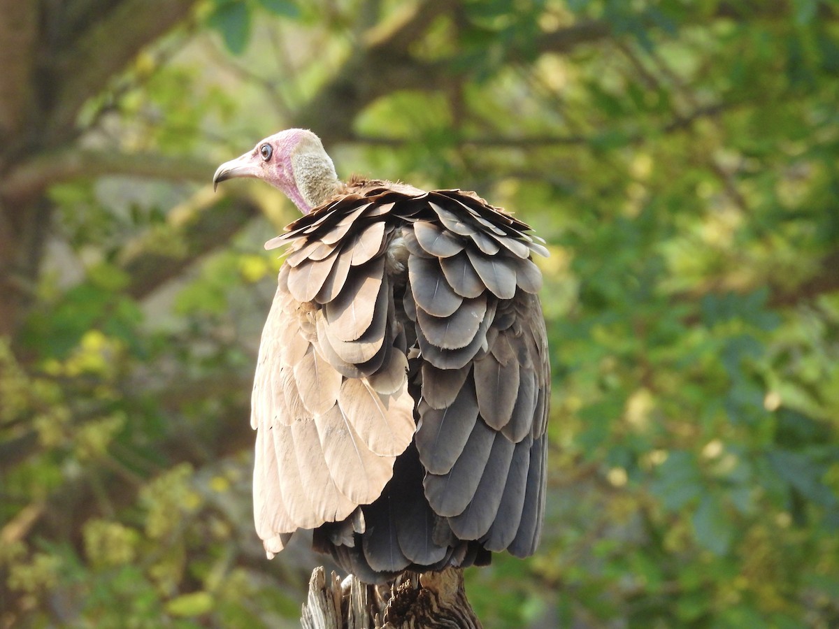 Hooded Vulture - ML624113791