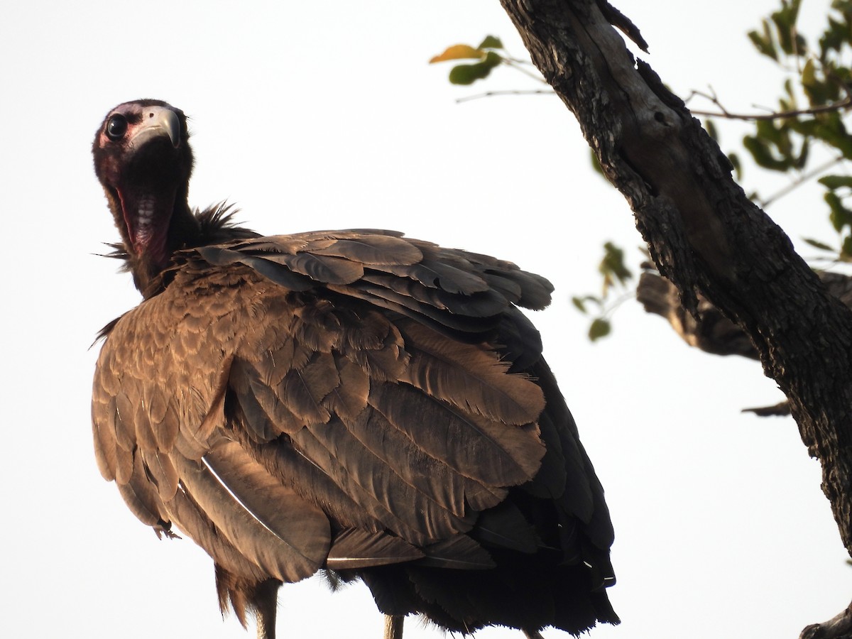 Hooded Vulture - ML624113792