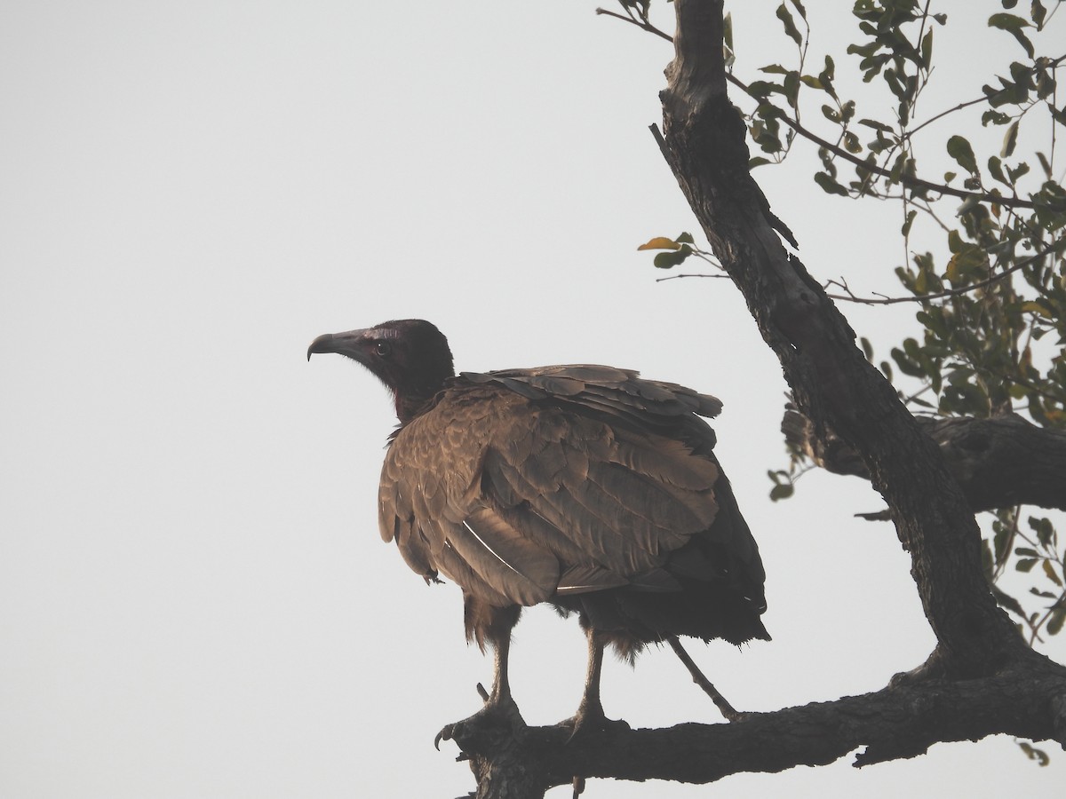 Hooded Vulture - ML624113793