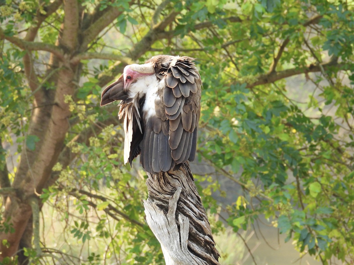 Hooded Vulture - ML624113794