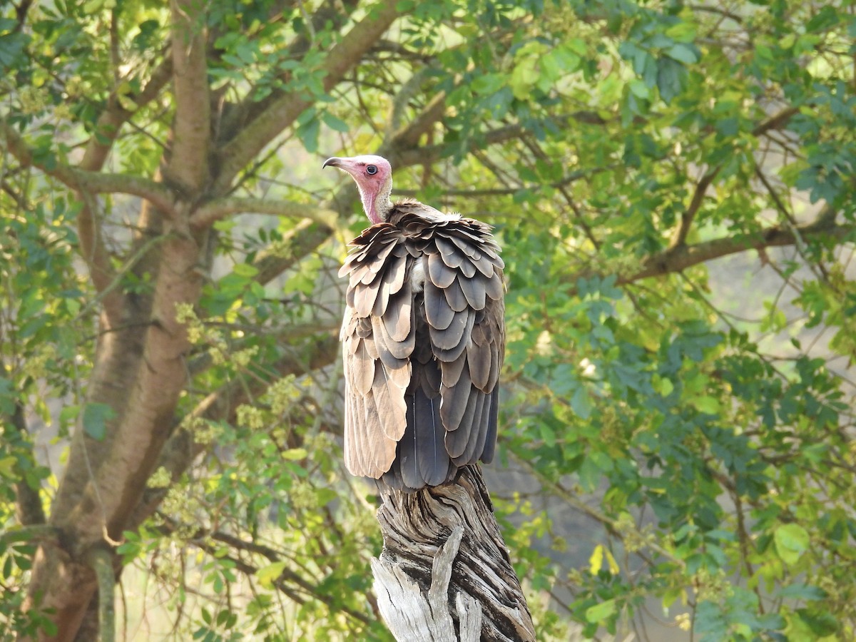 Hooded Vulture - ML624113795