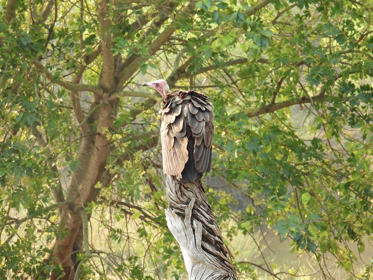 Hooded Vulture - ML624113796