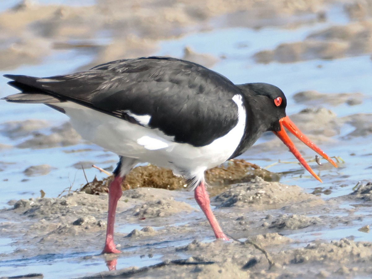 Pied Oystercatcher - ML624113800