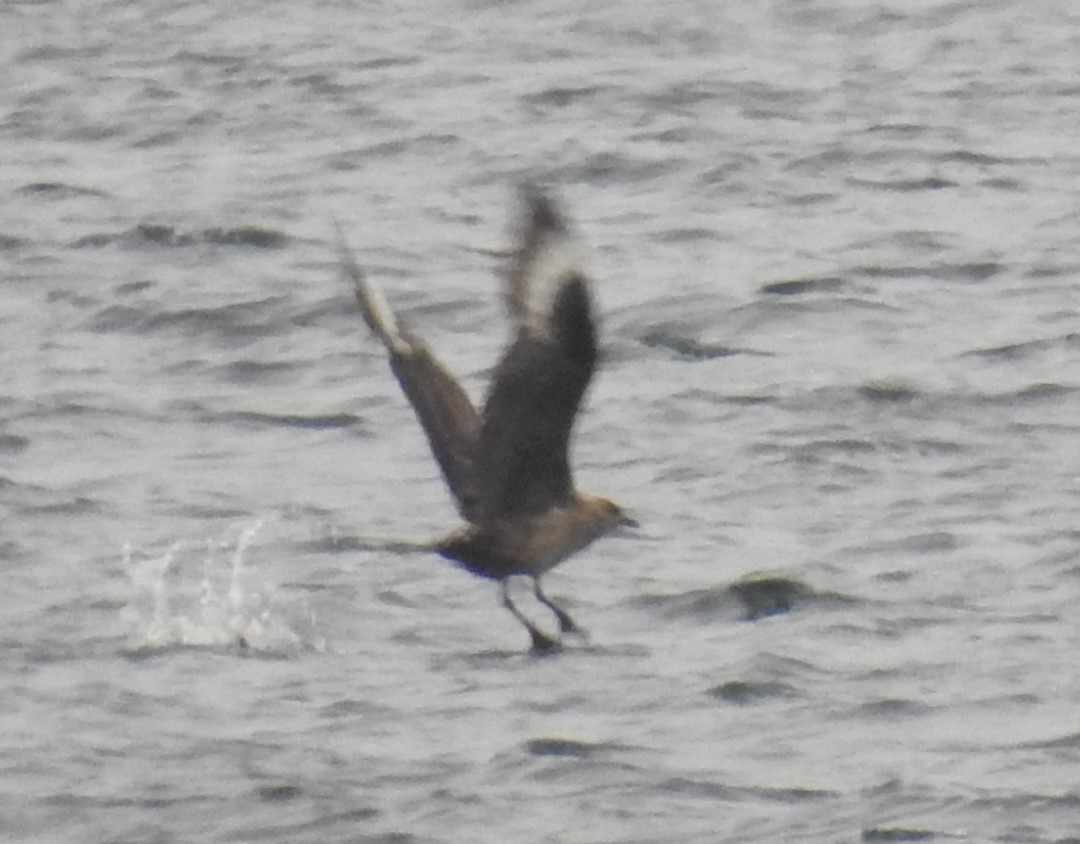 Great Skua - ML624113815