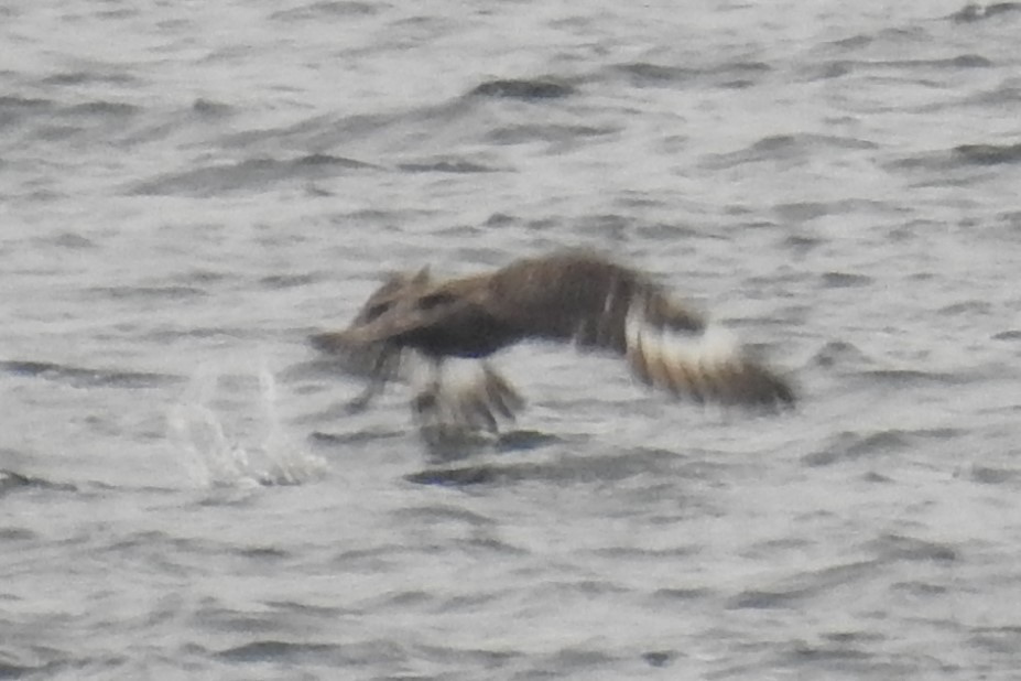 Great Skua - ML624113816