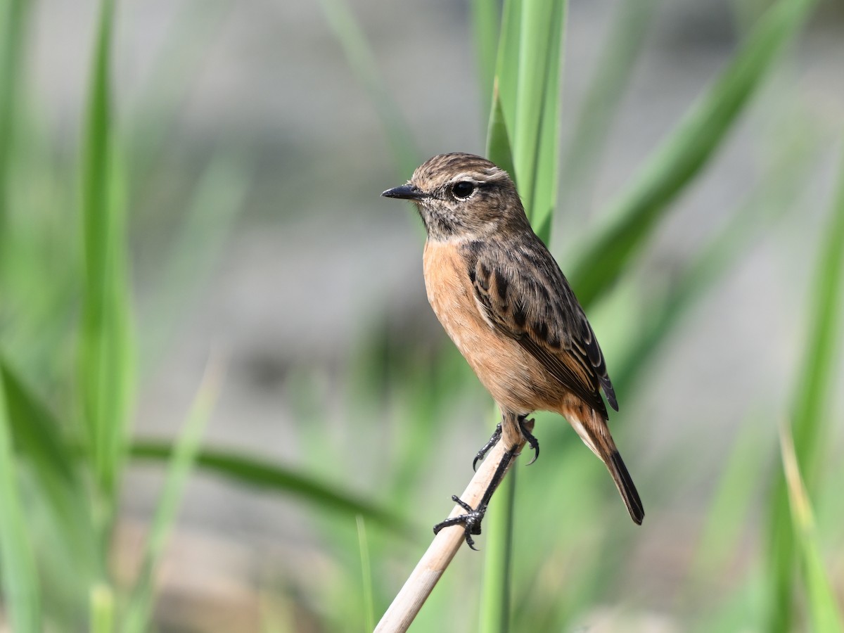 European Stonechat - ML624113822