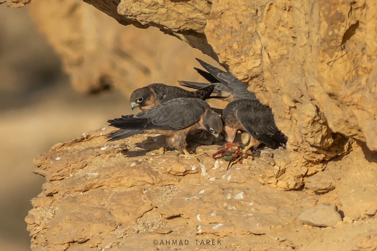 Sooty Falcon - Ahmad Tarek