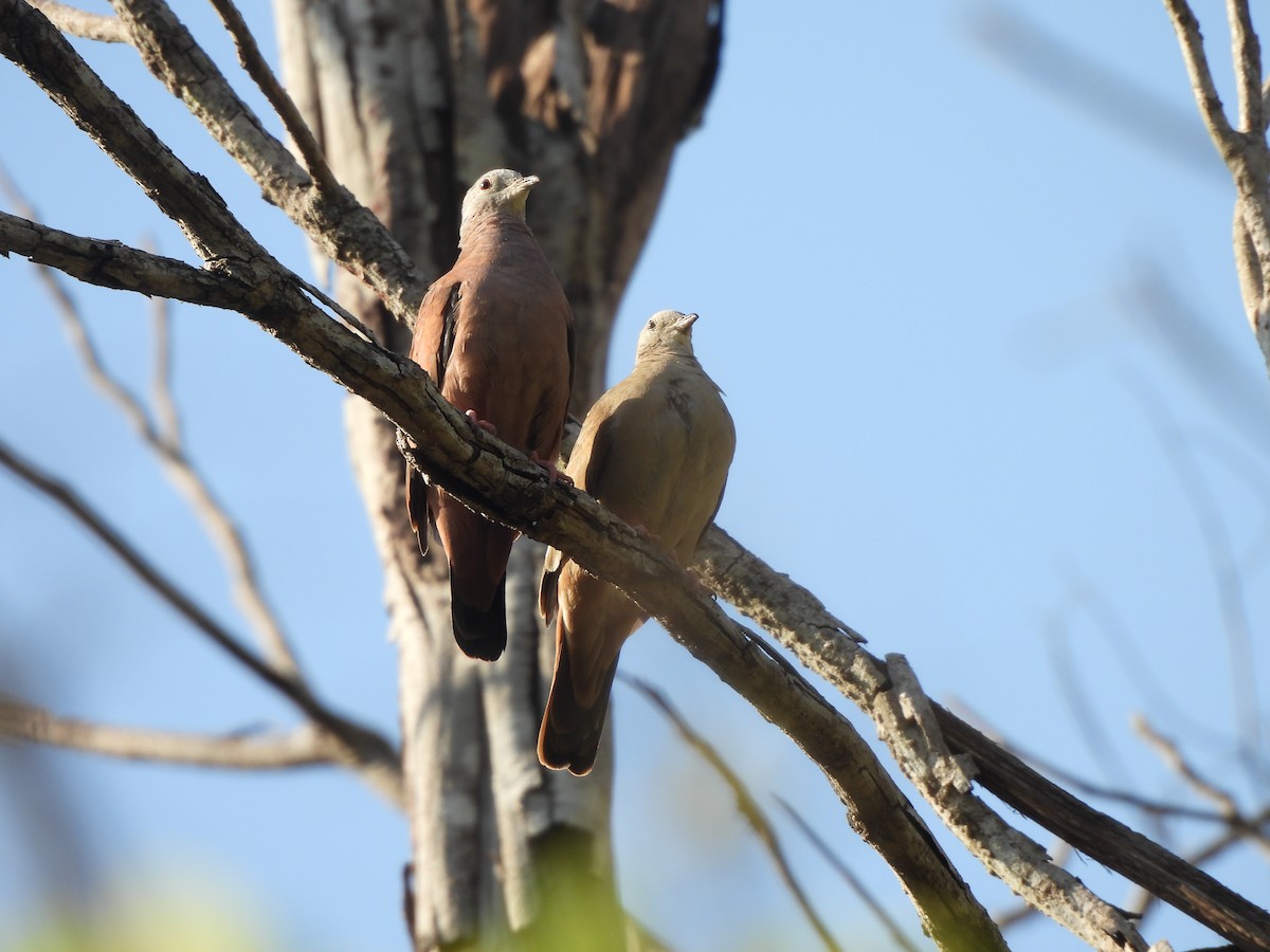 Ruddy Ground Dove - Iza Alencar