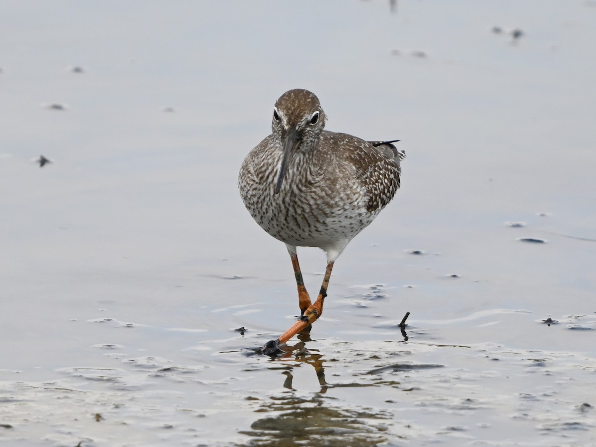 Common Redshank - ML624113841