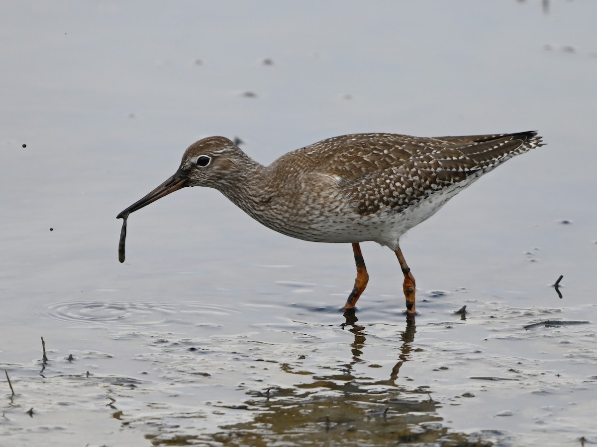 Common Redshank - ML624113843