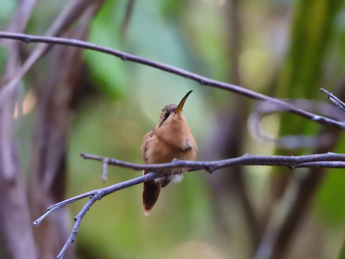 Reddish Hermit - Iza Alencar