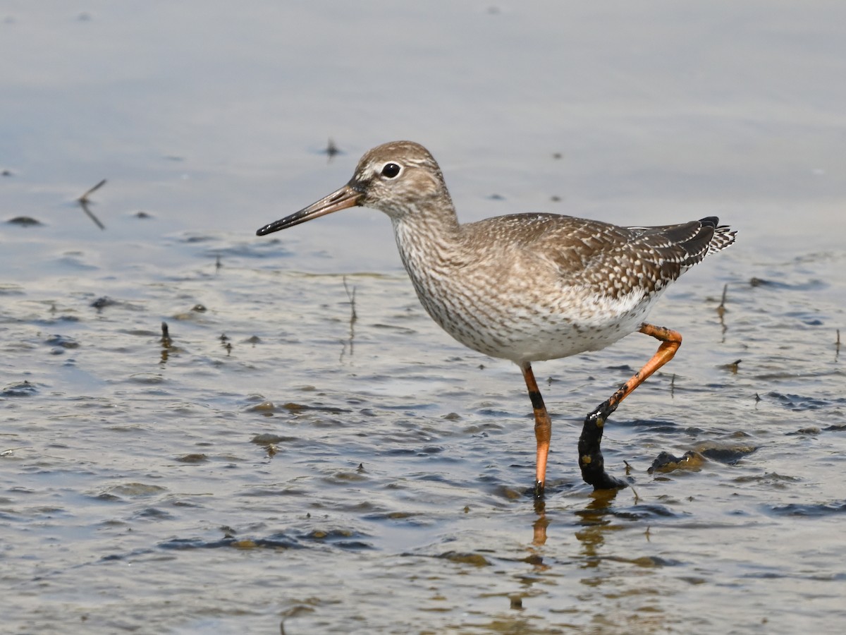 Common Redshank - ML624113852