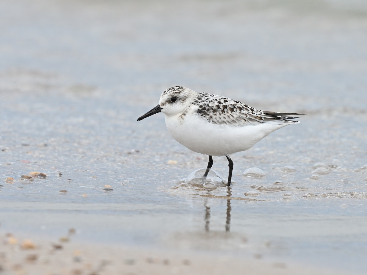 Sanderling - Gregg Summers