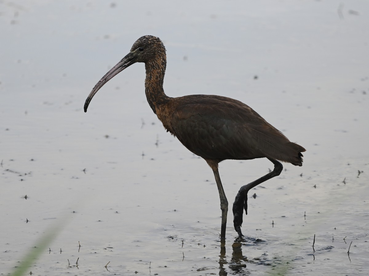 ibis hnědý - ML624113856