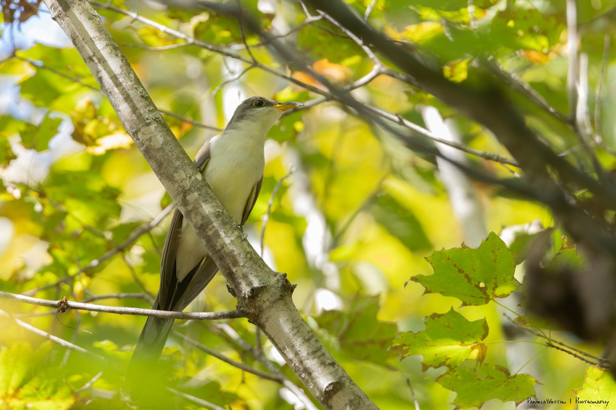 Yellow-billed Cuckoo - ML624113858