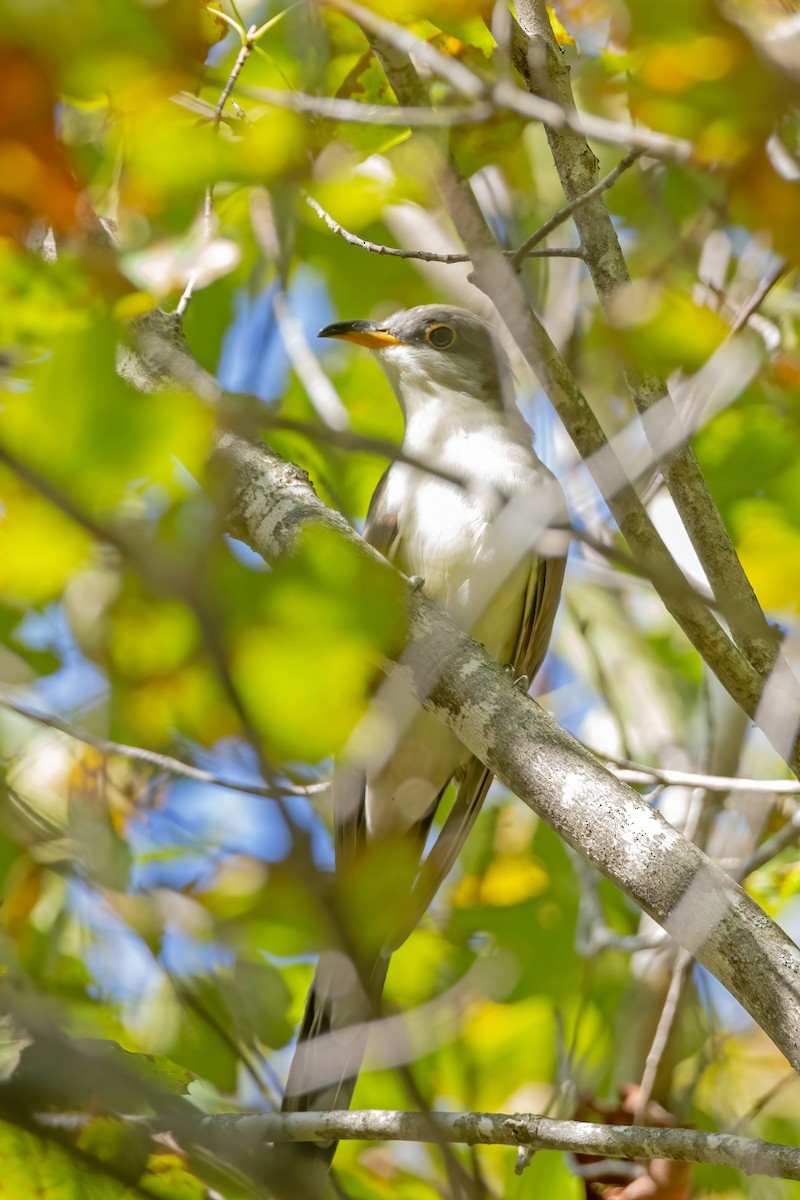 Yellow-billed Cuckoo - ML624113861