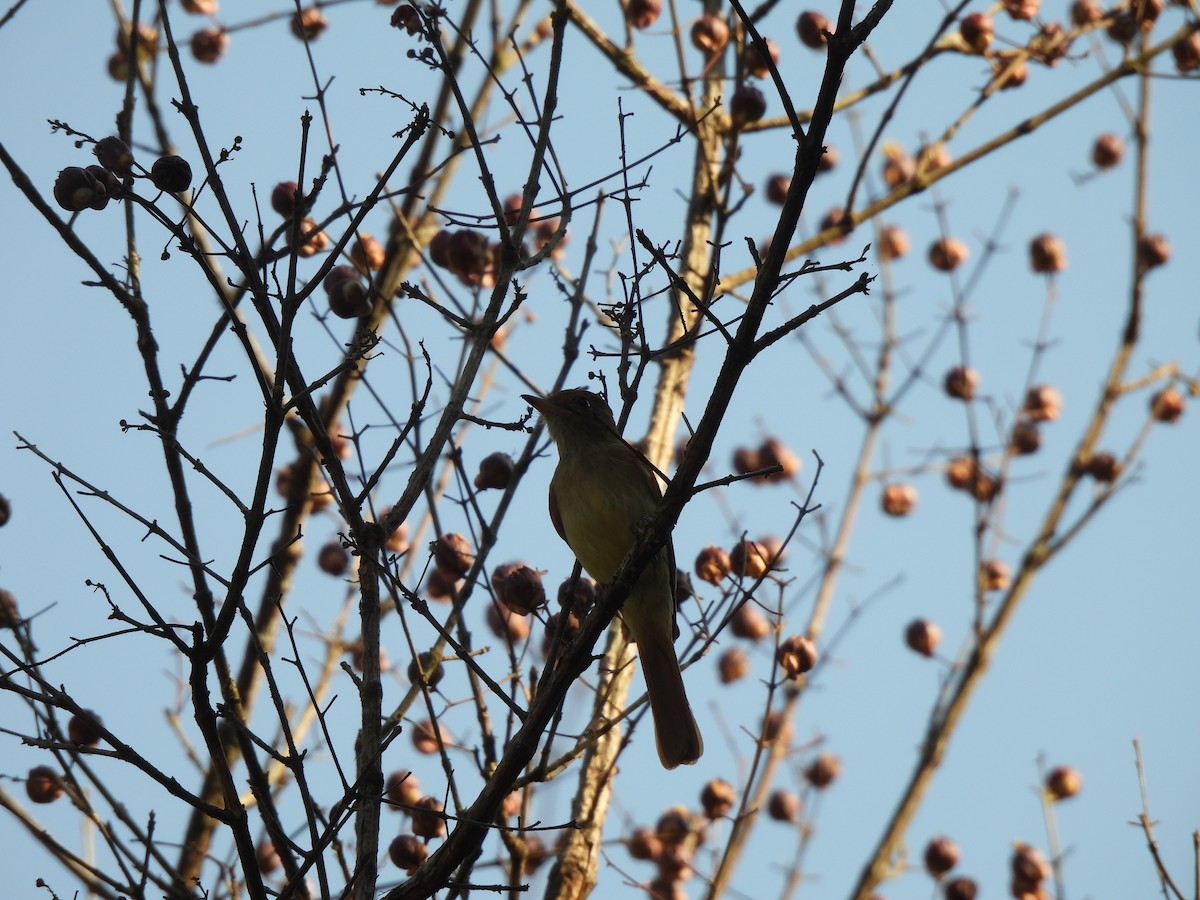 Kahverengi Sırtlı Casiornis - ML624113870