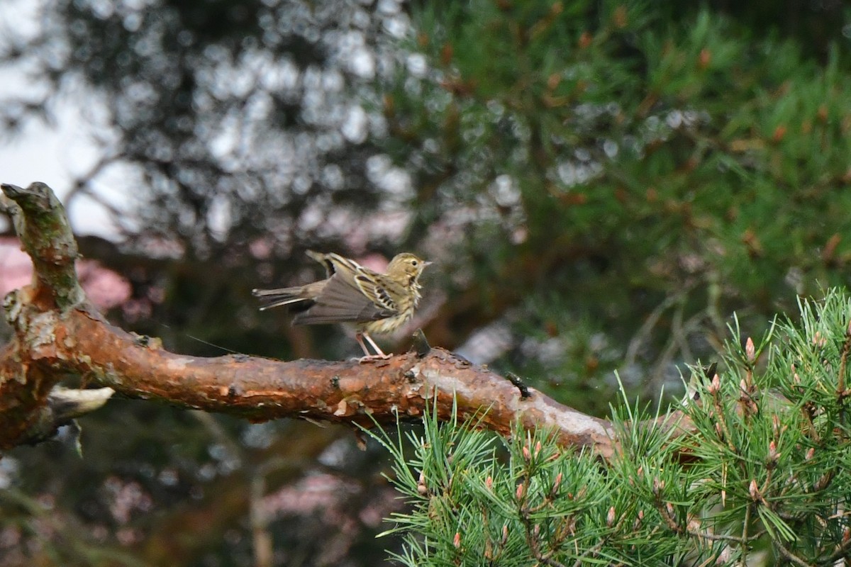 Tree Pipit - ML624113891