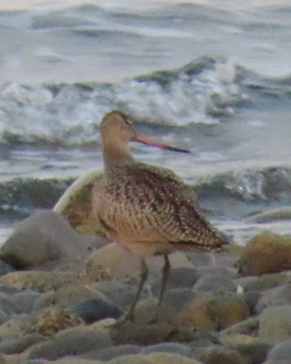 Marbled Godwit - ML624113896