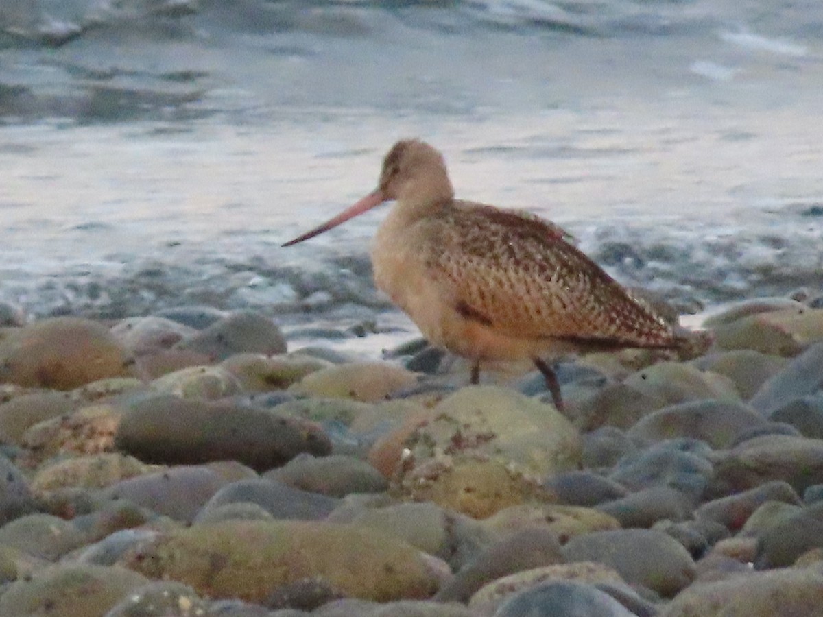 Marbled Godwit - ML624113897