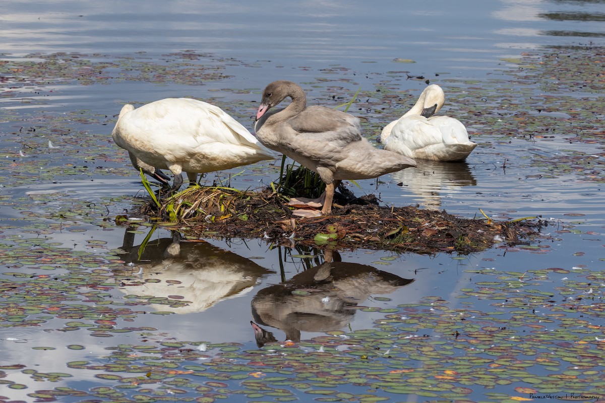 Trumpeter Swan - ML624113910