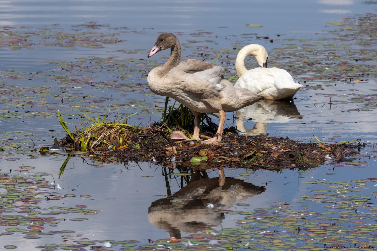 Trumpeter Swan - ML624113911