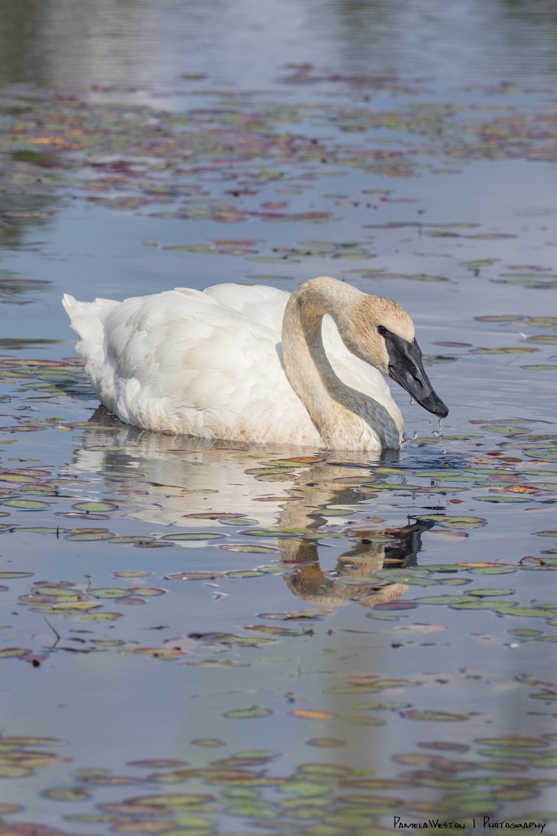 Trumpeter Swan - ML624113918