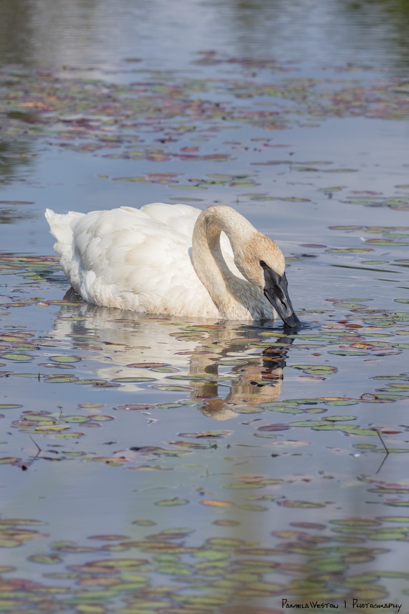 Trumpeter Swan - ML624113919