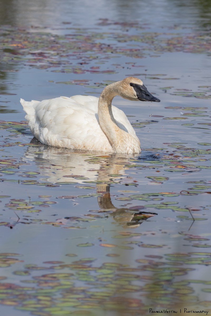 Trumpeter Swan - ML624113920