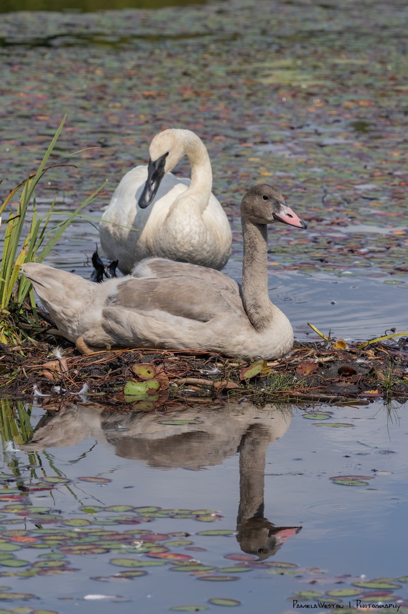 Trumpeter Swan - ML624113921