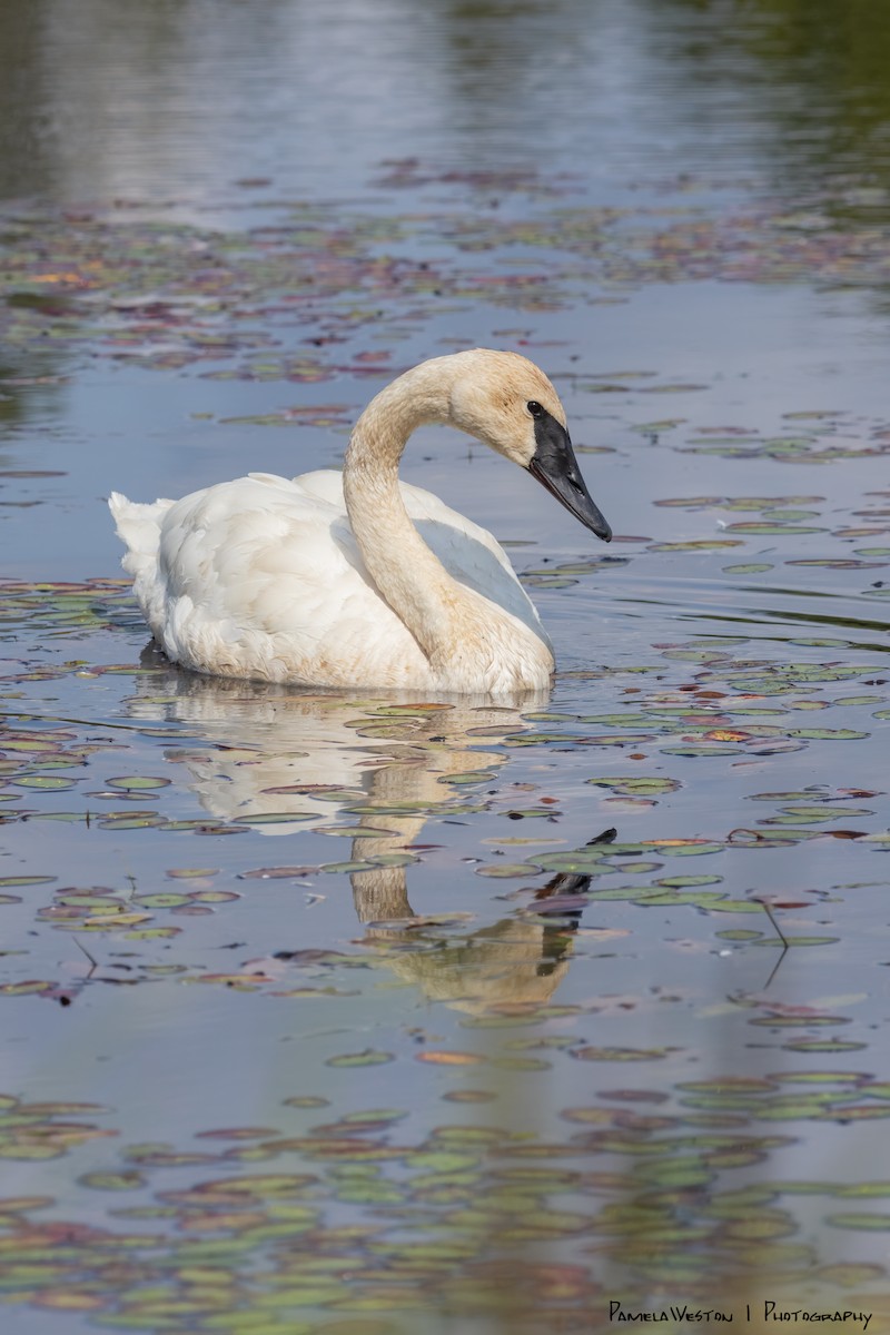 Trumpeter Swan - ML624113922