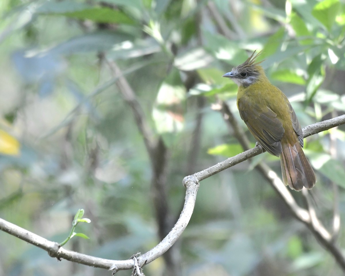 White-throated Bulbul - Ram Veer